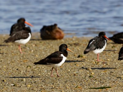 Pied Oystercatcher