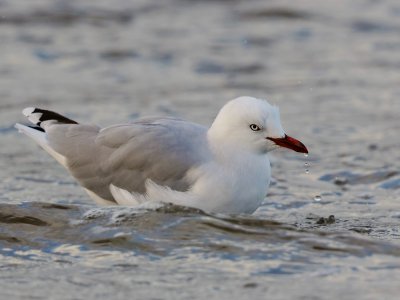 Red-billed Gull 
