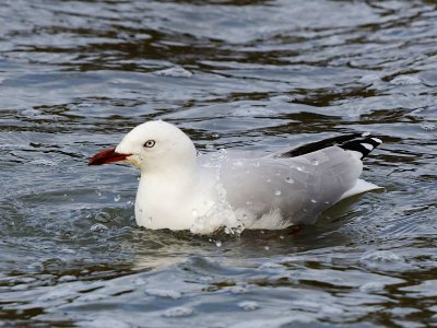 Red-billed Gull 