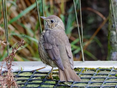 Song Thrush