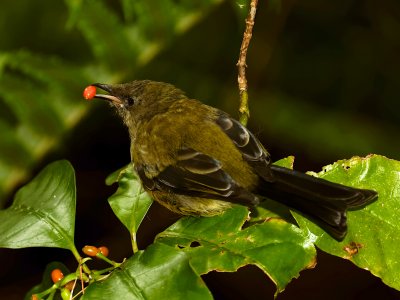 Bellbird