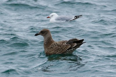 Juvenile Southern Black-backed Gull