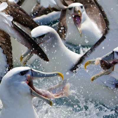 NZ White-capped Albatrosses - feeding frenzy
