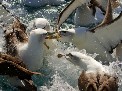 NZ White-capped Albatrosses - feeding frenzy 