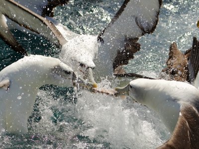 NZ White-capped Albatrosses - feeding frenzy 