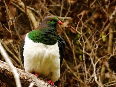 New Zealand Pigeon