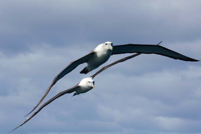 New Zealand White-capped Albatross 