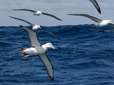 New Zealand White-capped Albatross 