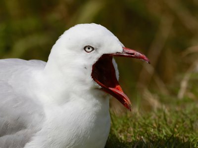 Red-billed Gull 