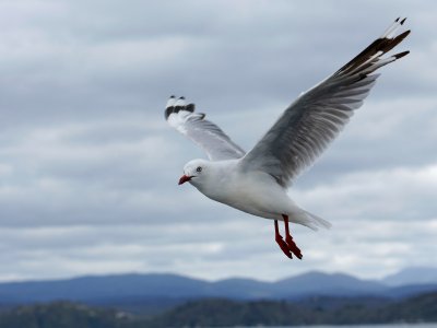 Red-billed Gull