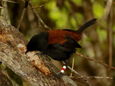 Saddleback