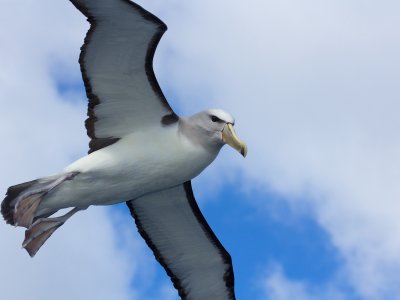 Salvin's Albatross