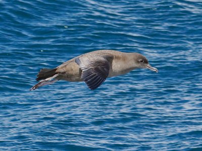 Sooty Shearwater 