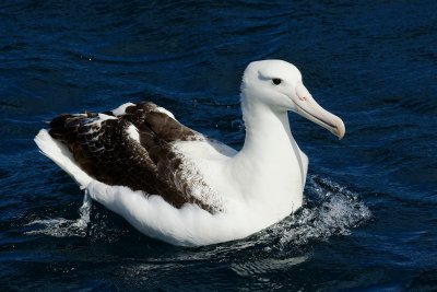 Southern Royal Albatross 