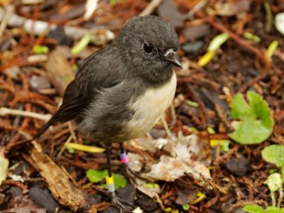 Stewart Island Robin 