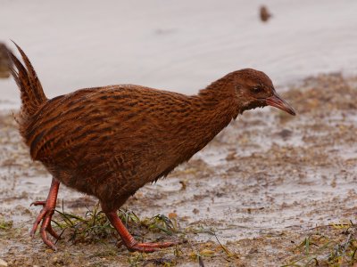 Stewart Island Weka 