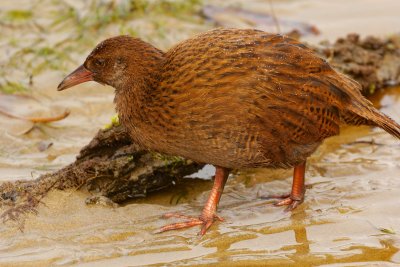 Stewart Island Weka