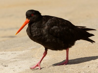 Variable Oystercatcher 
