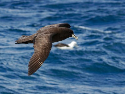 White-chinned Petrel 