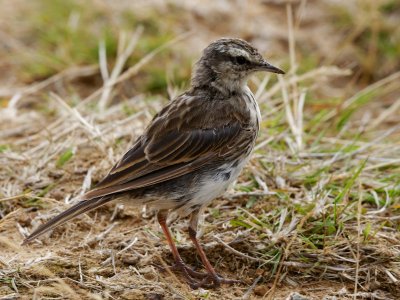 New Zealand Pipit