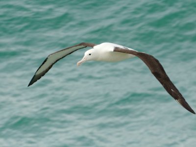 Northern Royal Albatross 
