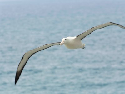 Northern Royal Albatross 