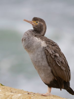 Spotted Shag
