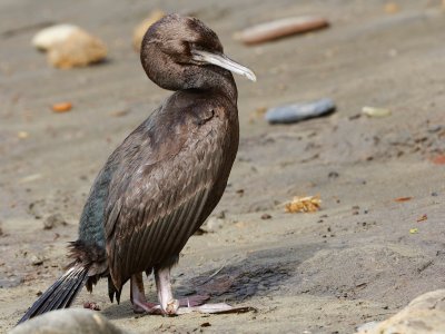 Stewart Island Shag 