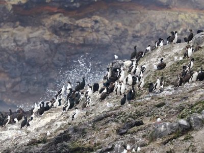 Stewart Island Shags