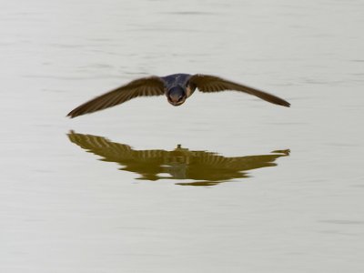 Welcome Swallow 