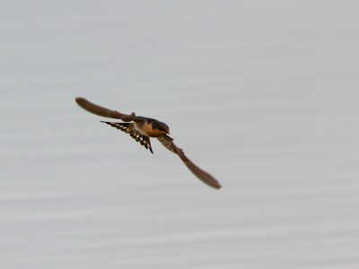 Welcome Swallow 