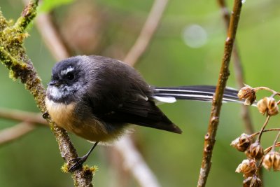 Fantail 