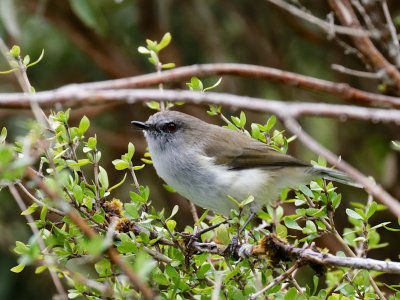 Grey Warbler
