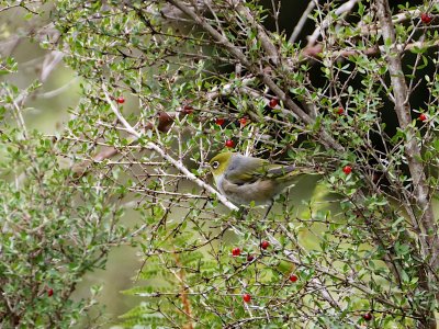 Silvereye
