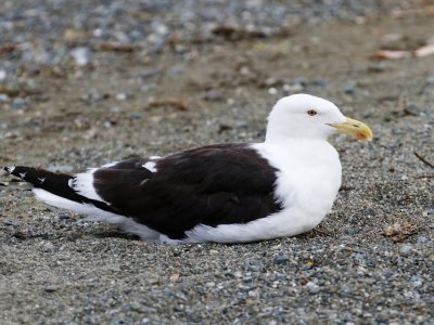 Southern Black-backed Gull