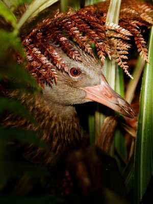 Western Weka