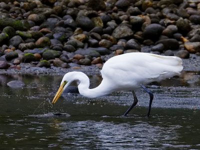 White Heron