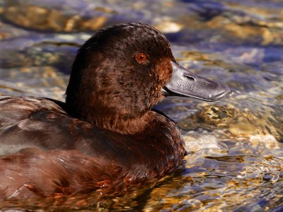 New Zealand Scaup 