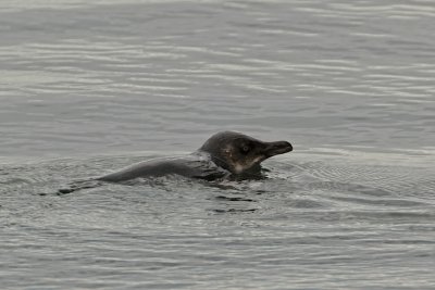 Blue Penguin