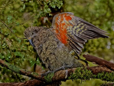 Kea