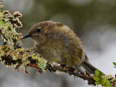 Bellbird