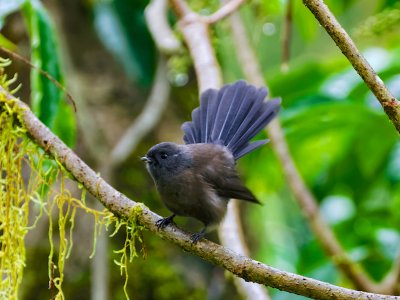Fantail