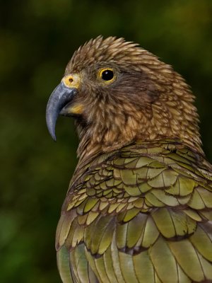 Kea