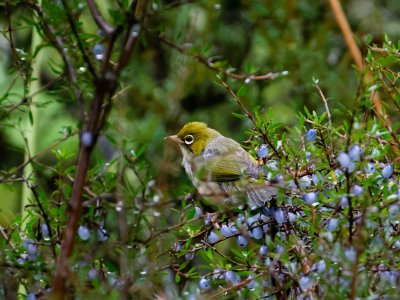 Silvereye