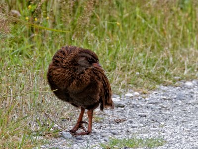 Western Weka