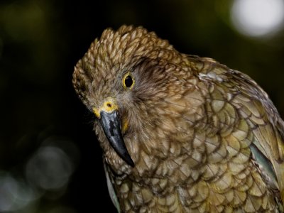 Kea 
