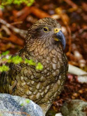 Kea 