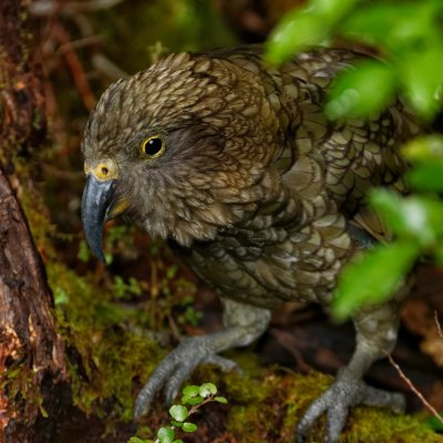 Kea 