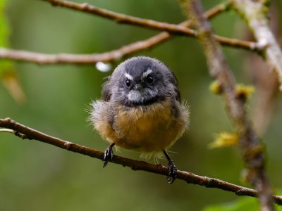 Fantail