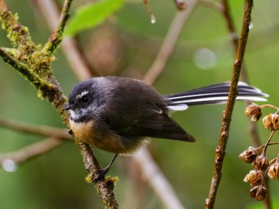 Fantail 